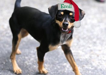 ARF Thrift Shop Hosting “The Twelve Days Of Christmas Sale”