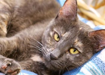 Give The Gift Of A New Home This Holiday Season