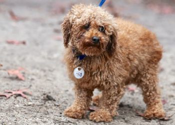 Senator Ken LaValle Strengthens New York State “Pet Dealer” Law  With New “Puppy Mill” Legislation