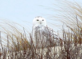 Eastern Long Island Audubon Society Offering Summer Camp Scholarship Opportunity
