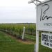 Four East End Vineyards Selected For Super Bowl Festivities