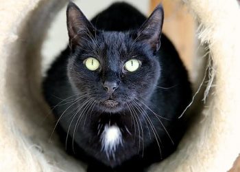 Hamptons Animal Shelters Uniting For World Spay Day