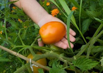 Annual Seedlings Plant Sale Benefits East Hampton After School Programs