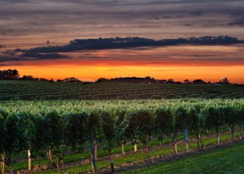 10 Vineyards Pouring The Best Of The Hamptons & North Fork