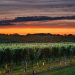 10 Vineyards Pouring The Best Of The Hamptons & North Fork