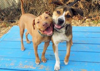 Hamptons Village Debuting New Dog Park