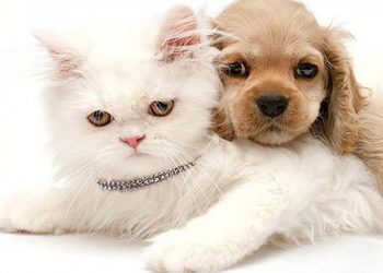 Kent Animal Shelter Introducing “Precious, Not Parents Campaign”