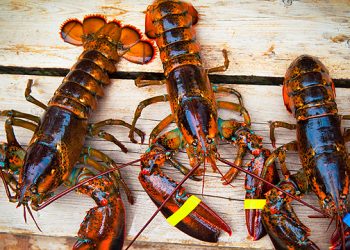 South Fork & Spoon Offer Carefully Curated Gourmet Baskets In The Hamptons