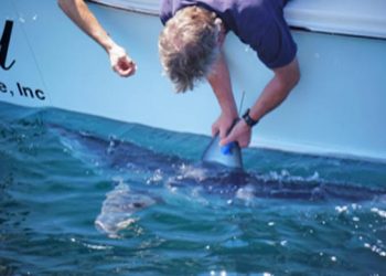 Shark’s Eye 2nd Annual All-Release Tournament & Festival Returning to Montauk