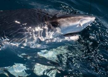 Another Great Year for the Second Annual Shark’s Eye Tournament