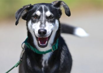 Animal Rescue Fund Of The Hamptons Holding “Best Looking Mutt” Contest