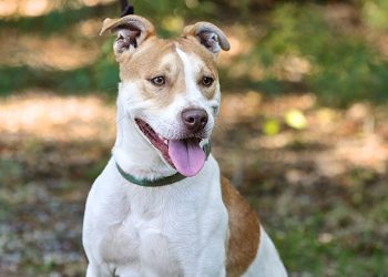 ARF Celebrates 40 Years With Annual Bow Wow Meow Ball