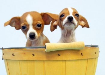 Hamptons Yappy Hour To Benefit Homeless Pets