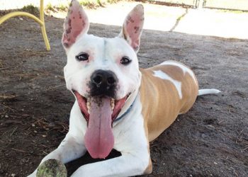 Hamptons Animal Shelter Hosting Annual Post Labor Day Weekend Benefit At Boardy Barn