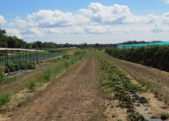 Nearly 20 Restaurants And Chefs Taking Part In First Annual Sustainable East End Development Fundraiser