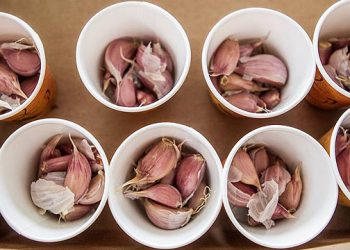 Garden Of Eve Organic Farm & Market Holding 11th Annual Long Island Garlic Festival