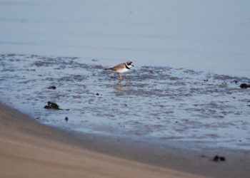 Eastern Long Island Audubon Society Presents “Falconry…An Ancient But Not Forgotten Sport”