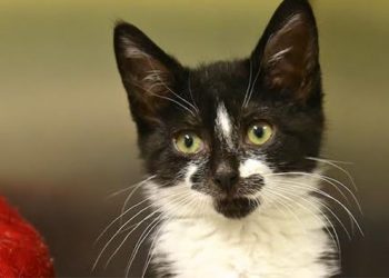 Animal Rescue Fund Of The Hamptons Celebrates October With Several Ways To Support Animal Rescue