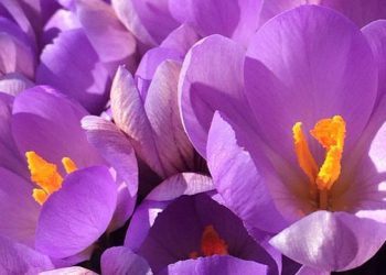 Hamptons Experts Return To Guild Hall For Free Lively Discussion Series