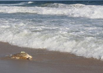 Riverhead Foundation For Marine Research And Preservation Holding 17th Annual 5K Run For The Ridley