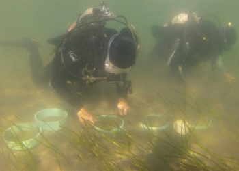 South Fork Natural History Museum Hosting 3rd Annual Save Our Seagrass Celebration Benefiting Marine Meadows