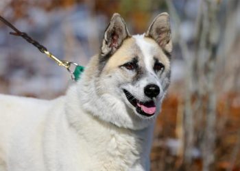 Animal Rescue Fund Of The Hamptons Waves Adoption Fees For Senior Animals To Kickoff The Season Of Giving