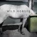 The Box Collective’s “Wild Horses” To Debut In The Hamptons