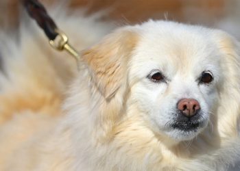 2014 Marks Record Breaking For Adoptions At ARF Hamptons