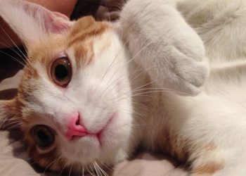 Bideawee Holding 7th Annual Love Your Pet Art Expo For Student Artists