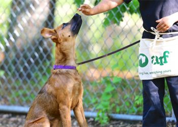 ARF Marks “Dog Training Month” With Indoor Dog Training Classes