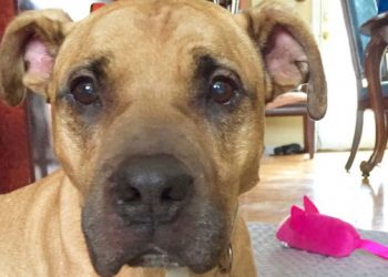 Local Television Station Helps Make Southampton Animal Shelter Dog’s Birthday Wish Come True