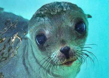 Rescued Sea Lion Travels Over 3,000 Miles To Recuperate At East End Aquarium