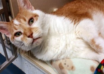 Southampton Animal Shelter Goes On Another Mobile Adventure