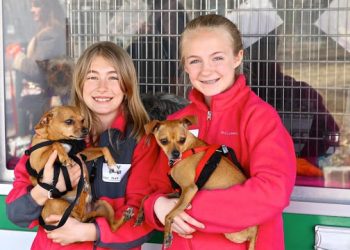 Agility Competitions, Free Microchipping, And “Ask The Expert” Featured During Hamptons Pet Celebration Day