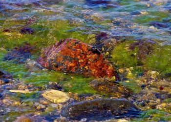 Concerned Citizens of Montauk Release Results From March Water Quality Testing Program