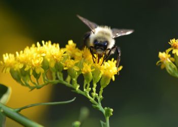 Environmental Horticulturist To Speak At The Nature Conservancy About Pollinators