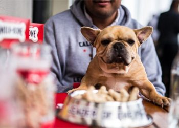 Milk-Bone Shares “4th Of July Doggy Do’s” Travel Tips