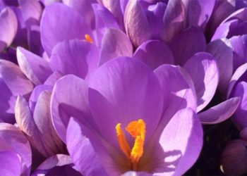 Butterflies, Bees, Birds And Blooms To Beautify Southampton Village