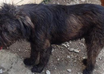 Animal Rescue Fund Of The Hamptons Makes A Holiday Weekend Rescue Expedition