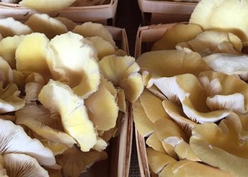 UPDATE: East End Grown Mushrooms Take Center Stage During Inaugural Foodie Event