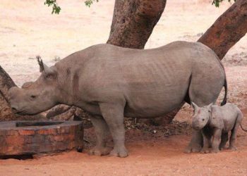 International Anti-Poaching Foundation Holding Hamptons Benefit