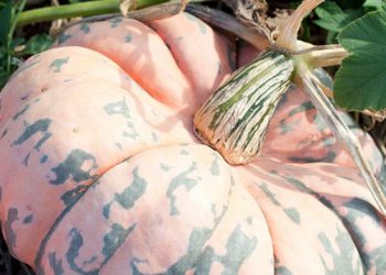 Hamptons Fall Festival Highlighting Local Eats And Seasonal Favorites