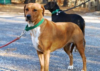 East End Animal Shelter In Need Of Volunteers