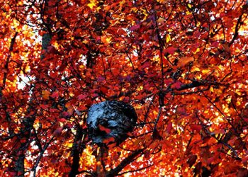 Annual Thanksgiving Art Show Wraps Up Southampton Artists Association’s 2015 Season