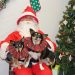 East End-Based Animal Shelter Hosting Family Photo Op With Kris Kringle