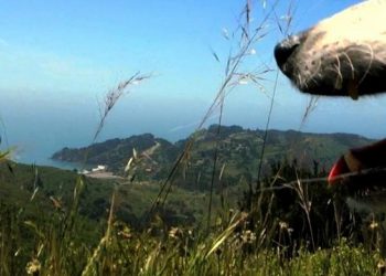 Laurie Anderson’s “Heart Of A Dog” Screening In The Hamptons