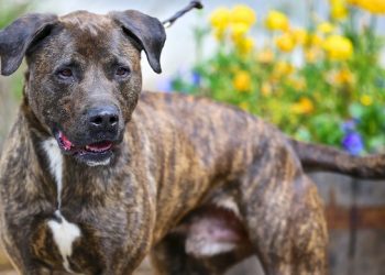 Animal Rescue Fund Of The Hamptons Celebrates Record-Breaking Year