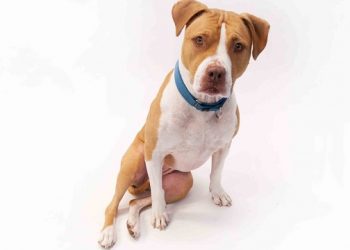 Hamptons Library Joining Forces With Local Animal Shelter To Showcase Senior Pets