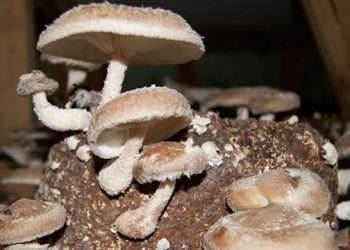 East End Mushroom Farm Giving Guests A Sneak Peak At Growing The Fungi