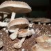 East End Mushroom Farm Giving Guests A Sneak Peak At Growing The Fungi